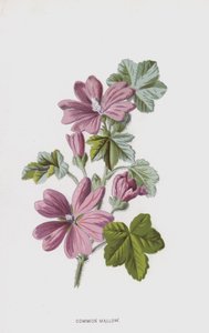 Malve von Frederick Edward Hulme