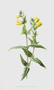 Kuhweizen von Frederick Edward Hulme