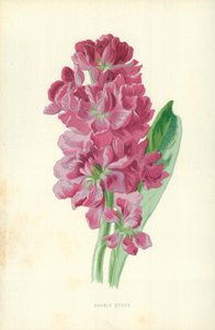 Doppelte Aktie von Frederick Edward Hulme