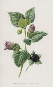 Tollkirsche von Frederick Edward Hulme
