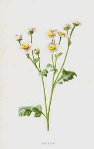 Mutterkraut von Frederick Edward Hulme