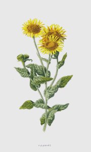 Berufkraut von Frederick Edward Hulme