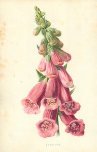 Fingerhut von Frederick Edward Hulme