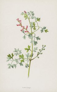 Erdrauch von Frederick Edward Hulme