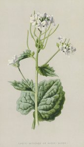 Knoblauchsrauke von Frederick Edward Hulme