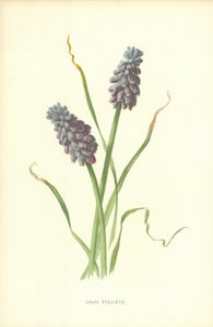 Traubenhyazinthe von Frederick Edward Hulme
