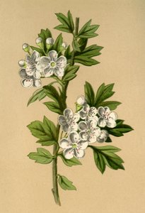 Weißdorn, 1877 von Frederick Edward Hulme