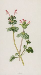 Purpurrote Taubnessel von Frederick Edward Hulme