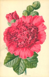 Stockrose