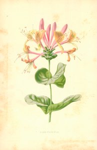 Geißblatt von Frederick Edward Hulme
