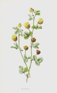 Hopfenklee von Frederick Edward Hulme