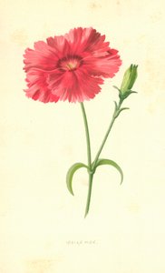 Indische Nelke von Frederick Edward Hulme