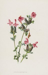 Kleine Klappertopf von Frederick Edward Hulme