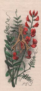 Buchstabe A, Initiale, Aquarellgravur, ca. 10x5 cm, von Frederick Edward Hulme aus 