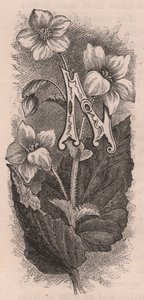 Buchstabe N, Initiale, Gravur, ca. 10x5 cm, von Frederick Edward Hulme aus 