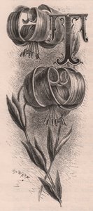 Buchstabe T, Initiale, Gravur, ca. 10x5 cm, von Frederick Edward Hulme aus 