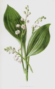 Maiglöckchen von Frederick Edward Hulme