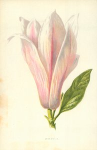 Magnolie