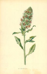 Micnonette von Frederick Edward Hulme