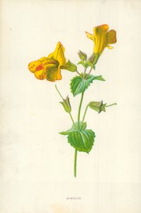 Mimulus von Frederick Edward Hulme