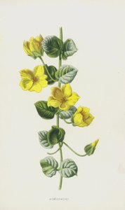 Geldkraut von Frederick Edward Hulme