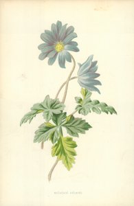 Berganemone von Frederick Edward Hulme