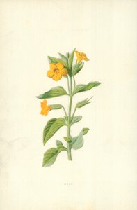 Moschus von Frederick Edward Hulme