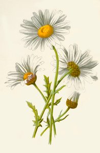Margerite von Frederick Edward Hulme