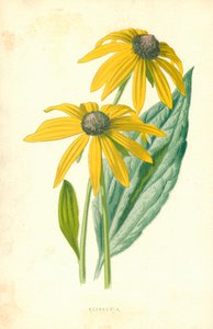 Rudbeckia von Frederick Edward Hulme