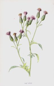 Sägekraut von Frederick Edward Hulme
