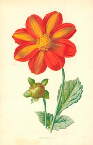 Einzelne Dahlie von Frederick Edward Hulme