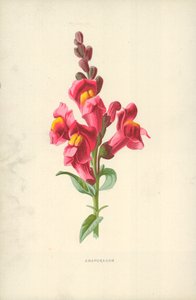 Löwenmaul von Frederick Edward Hulme