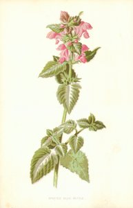 Gefleckte Taubnessel von Frederick Edward Hulme