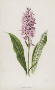 Geflecktes Knabenkraut von Frederick Edward Hulme