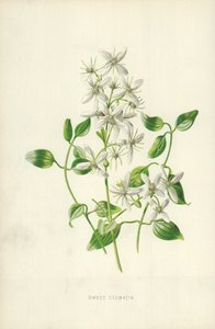 Süße Clematis von Frederick Edward Hulme