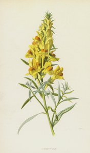 Leinkraut von Frederick Edward Hulme
