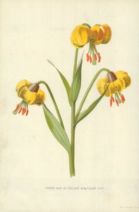 Türkenbundlilie oder Gelbe Martagon-Lilie von Frederick Edward Hulme