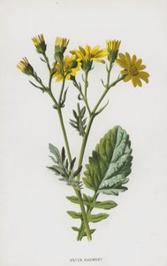 Wasser-Greiskraut von Frederick Edward Hulme