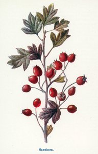 Wilde Früchte der Landschaft: Weißdorn von Frederick Edward Hulme