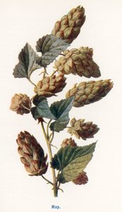 Wilde Früchte der Landschaft: Hopfen