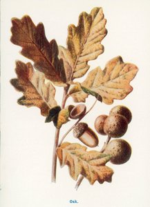 Wilde Früchte der Landschaft: Eiche