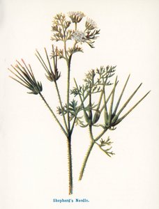 Wilde Früchte der Landschaft: Hirtennadel von Frederick Edward Hulme