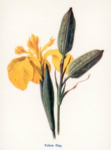 Wilde Früchte der Landschaft: Gelbe Schwertlilie