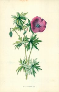 Wilder Storchschnabel