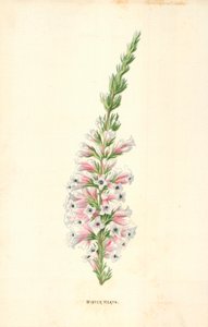 Winterheide von Frederick Edward Hulme