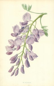 Wisteria von Frederick Edward Hulme