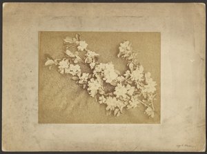 Apfelblüte von Frederick H. Hollyer