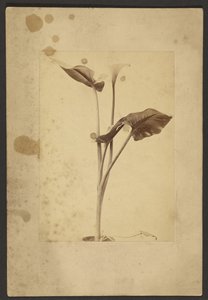 Calla-Lilie