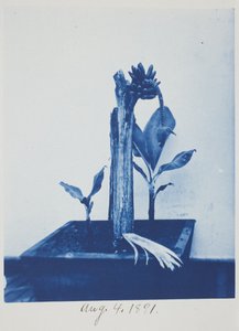 Ohne Titel, 4. August