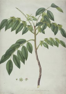 Brucea Antidysenterica, 1777